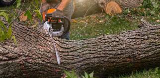 Best Tree Maintenance Programs  in Coburg, OR