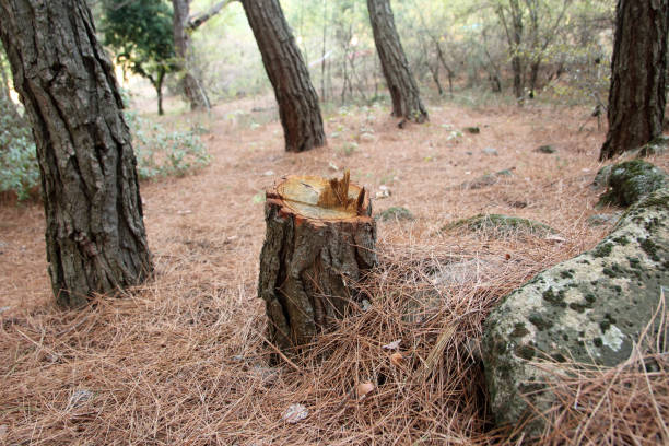 Best Tree Removal  in Coburg, OR