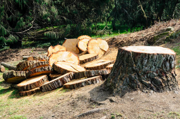 Best Leaf Removal  in Coburg, OR